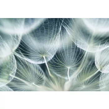   DANDELION MACRO fotótapéta, poszter, vlies alapanyag, 375x250 cm