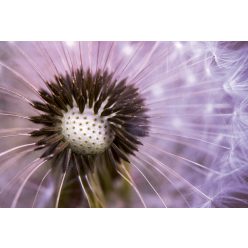 DANDELION fotótapéta, poszter, vlies alapanyag, 375x250 cm