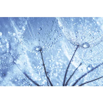   DANDELION WATER DROPS fotótapéta, poszter, vlies alapanyag, 375x250 cm
