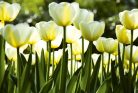 WHITE TULIPS fotótapéta, poszter, vlies alapanyag, 375x250 cm