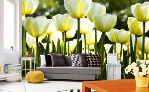 WHITE TULIPS fotótapéta, poszter, vlies alapanyag, 375x250 cm