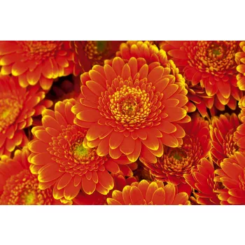 GERBERA fotótapéta, poszter, vlies alapanyag, 375x250 cm