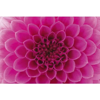   PINK DAHLIA fotótapéta, poszter, vlies alapanyag, 375x250 cm