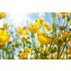 YELLOW FLOWERS fotótapéta, poszter, vlies alapanyag, 375x250 cm