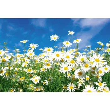 DAISIES fotótapéta, poszter, vlies alapanyag, 375x250 cm