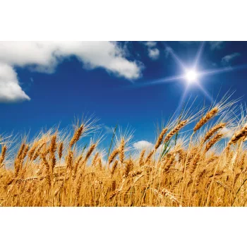   WHEAT FIELD fotótapéta, poszter, vlies alapanyag, 375x250 cm