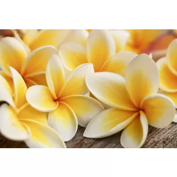 PLUMERIA fotótapéta, poszter, vlies alapanyag, 375x250 cm