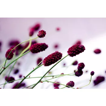   FLORAL VIOLET fotótapéta, poszter, vlies alapanyag, 375x250 cm