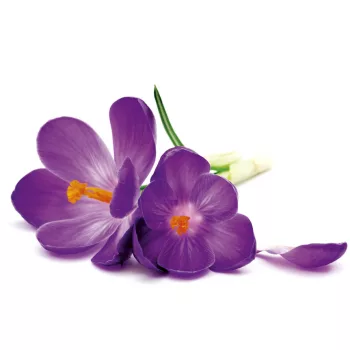 CROCUS fotótapéta, poszter, vlies alapanyag, 375x250 cm