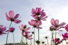 COSMOS FLOWERS fotótapéta, poszter, vlies alapanyag, 375x250 cm