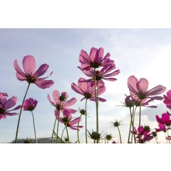   COSMOS FLOWERS fotótapéta, poszter, vlies alapanyag, 375x250 cm