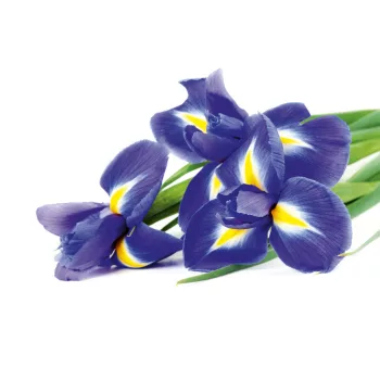 IRIS fotótapéta, poszter, vlies alapanyag, 375x250 cm