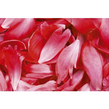   RED PETALS fotótapéta, poszter, vlies alapanyag, 375x250 cm