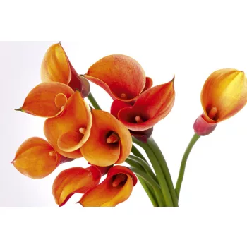 CALLA fotótapéta, poszter, vlies alapanyag, 375x250 cm