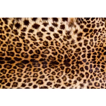   LEOPARD SKIN fotótapéta, poszter, vlies alapanyag, 375x250 cm