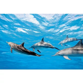 DOLPHINS fotótapéta, poszter, vlies alapanyag, 375x250 cm