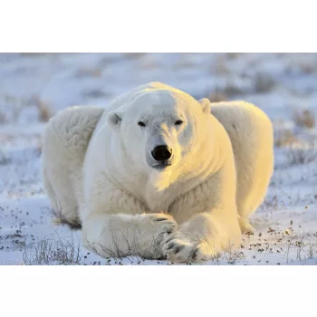 BEAR fotótapéta, poszter, vlies alapanyag, 375x250 cm