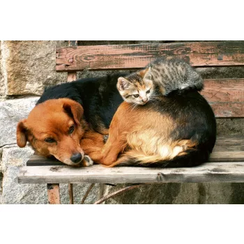   CAT AND DOG fotótapéta, poszter, vlies alapanyag, 375x250 cm
