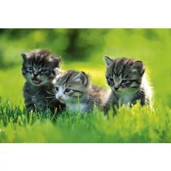 KITTENS fotótapéta, poszter, vlies alapanyag, 375x250 cm