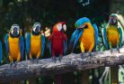 COLOURFUL MACAW fotótapéta, poszter, vlies alapanyag, 375x250 cm