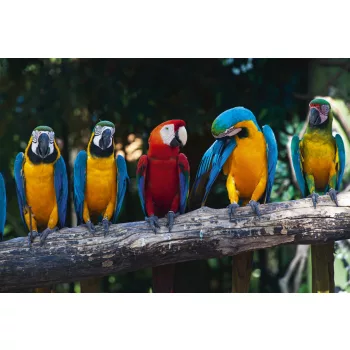   COLOURFUL MACAW fotótapéta, poszter, vlies alapanyag, 375x250 cm