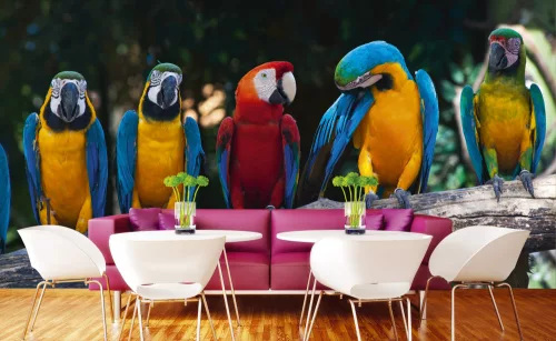 COLOURFUL MACAW fotótapéta, poszter, vlies alapanyag, 375x250 cm
