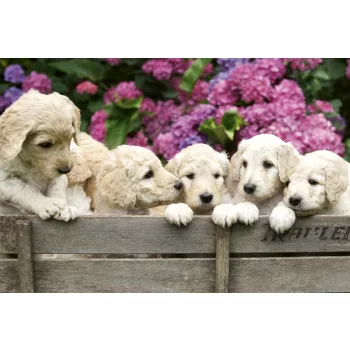   LABRADOR PUPPIES fotótapéta, poszter, vlies alapanyag, 375x250 cm