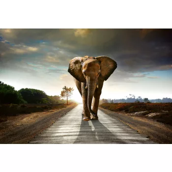   WALKING ELEPHANT fotótapéta, poszter, vlies alapanyag, 375x250 cm