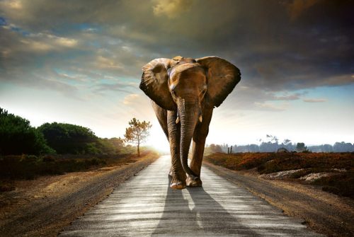 WALKING ELEPHANT fotótapéta, poszter, vlies alapanyag, 375x250 cm