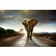 WALKING ELEPHANT fotótapéta, poszter, vlies alapanyag, 375x250 cm