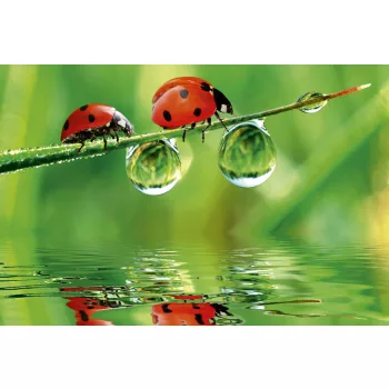 LADYBIRD fotótapéta, poszter, vlies alapanyag, 375x250 cm
