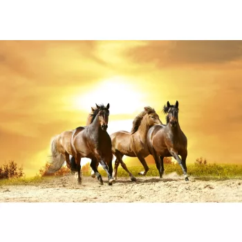   HORSES IN SUNSET fotótapéta, poszter, vlies alapanyag, 375x250 cm