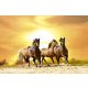HORSES IN SUNSET fotótapéta, poszter, vlies alapanyag, 375x250 cm