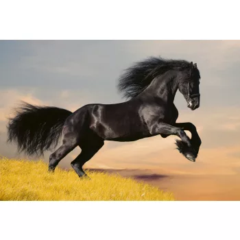 HORSE fotótapéta, poszter, vlies alapanyag, 375x250 cm