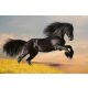 HORSE fotótapéta, poszter, vlies alapanyag, 375x250 cm