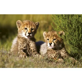 CHEETAH fotótapéta, poszter, vlies alapanyag, 375x250 cm