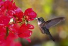 HUMMINGBIRD fotótapéta, poszter, vlies alapanyag, 375x250 cm