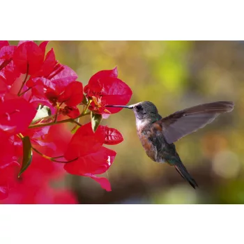   HUMMINGBIRD fotótapéta, poszter, vlies alapanyag, 375x250 cm