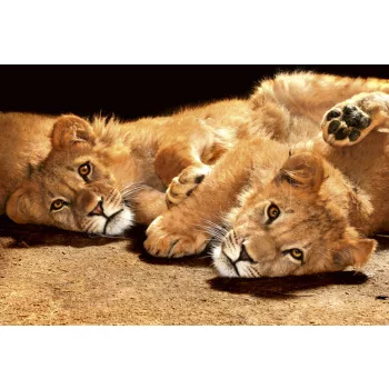   YOUNG LIONS fotótapéta, poszter, vlies alapanyag, 375x250 cm