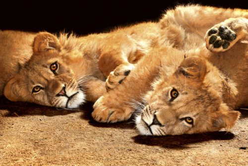 YOUNG LIONS fotótapéta, poszter, vlies alapanyag, 375x250 cm