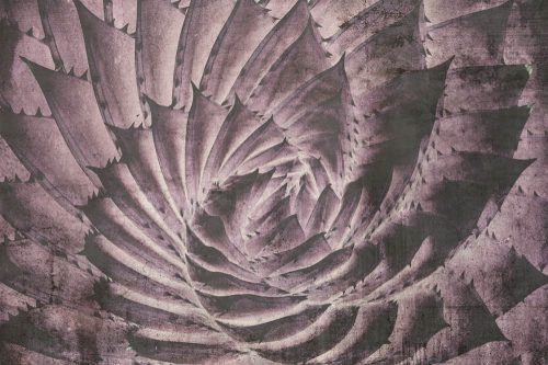 Kaktusz fotótapéta, poszter, vlies alapanyag, 375x250 cm