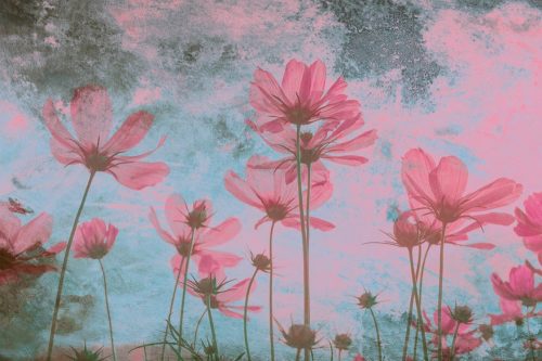 Rózsaszín virág fotótapéta, poszter, vlies alapanyag, 375x250 cm