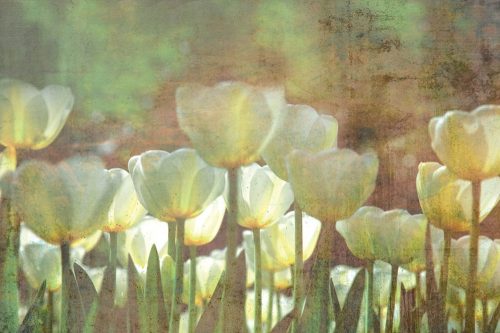 Fehér tulipánok fotótapéta, poszter, vlies alapanyag, 375x250 cm