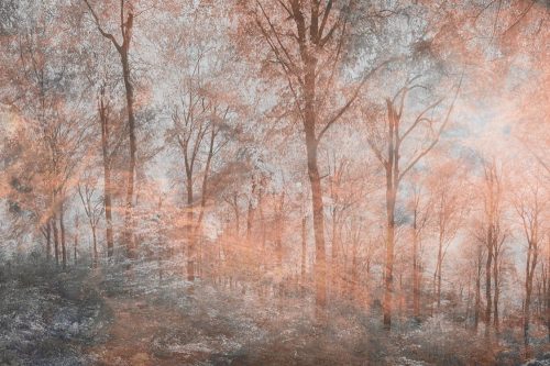 Színes erdő fotótapéta, poszter, vlies alapanyag, 375x250 cm