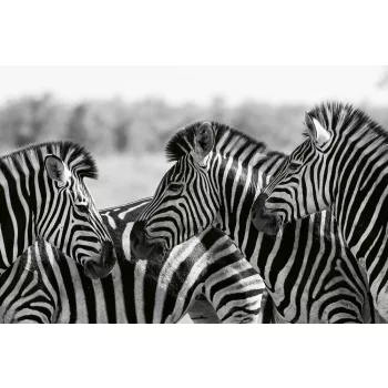 Vlies Fotótapéta - Zebra herd - 375x250 cm
