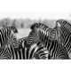 Vlies Fotótapéta - Zebra herd - 375x250 cm