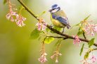 Vlies Fotótapéta - Blue tit on a branch - 375x250 cm