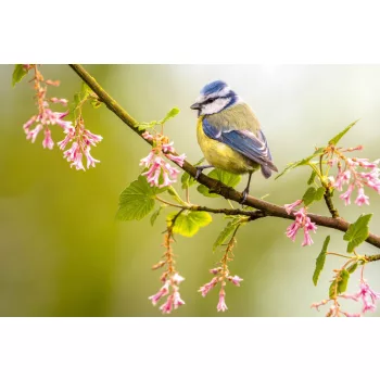 Vlies Fotótapéta - Blue tit on a branch - 375x250 cm
