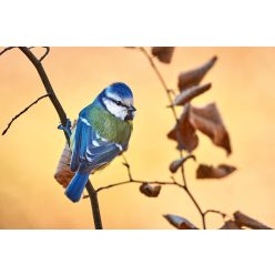   Vlies Fotótapéta - Blue tit perched on a small branch - 375x250 cm