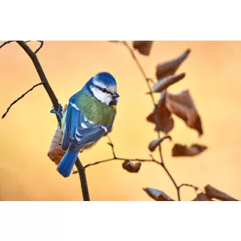   Vlies Fotótapéta - Blue tit perched on a small branch - 375x250 cm
